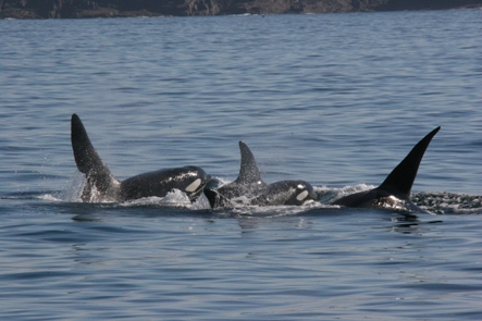 West Coast Pod of Killer Whales: (l-r) John Coe, Moneypenny and Comet  